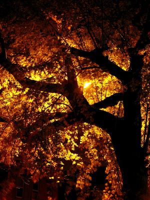 <b>Arbor Night</b><br><i>by Klyphton</b>