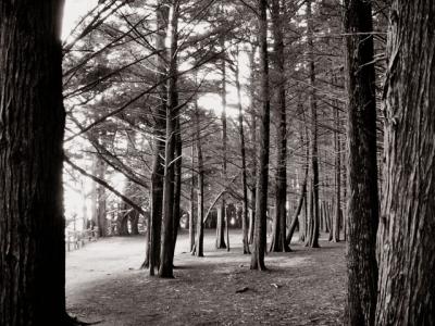 Path through the trees  by Dee Golden