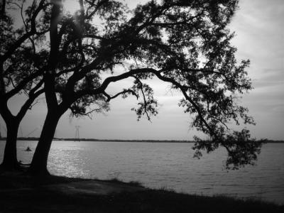 Stretching to the water  (Black and White) by florg