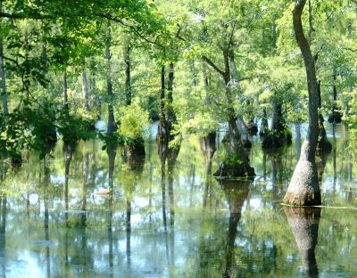 Merchants Millpond   by Thabear