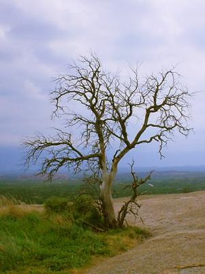 Enchanted Tree by Mike Miller