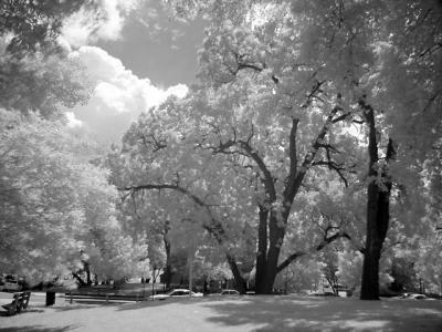 IR Trees in the Park by Erichocinc