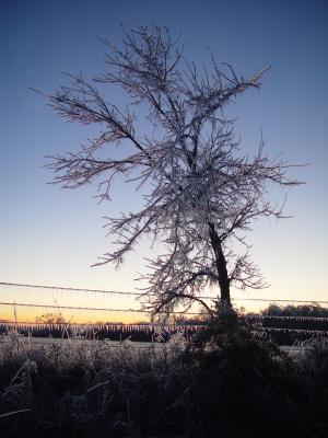 Ice Tree by Teri James