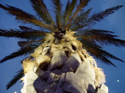 Palm Tree By Canaroni