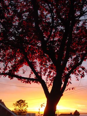 Red Tree in the Sunsetby Ann Chaikin