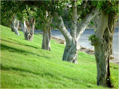 Tree Line - reyeslp