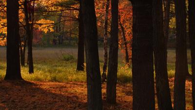 Tree Path Ed Corneau