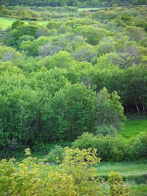 Lots of Trees by Jasper