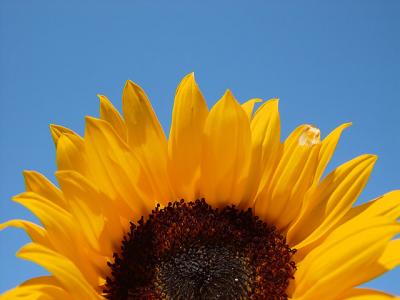 <b>Sunflower</b><br><font size=2>elamont</font>