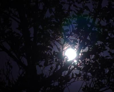 The Moon Through An Alder Treeby pinback