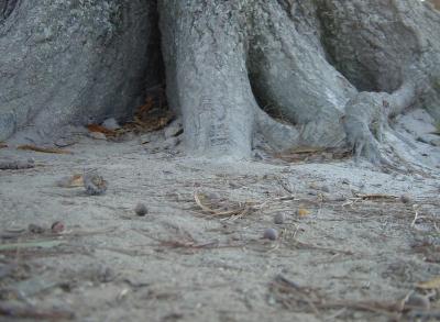 Where wood meets dirt by Owen S.