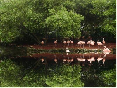 trees and flamingos by florg