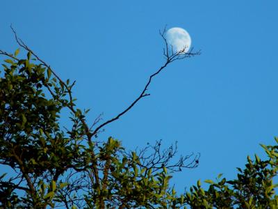 5th - Capturing the Moonby Ann Chaikin