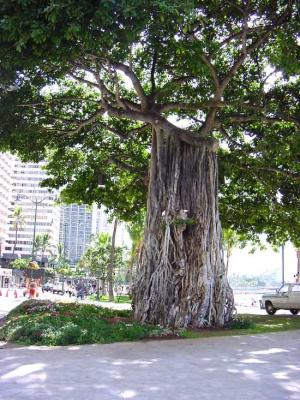 Banyon Tree Hawaii by Beau Jest