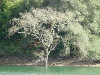 Watered Tree by Reginald Watkins