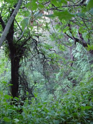 Forest for the trees by Reginald Watkins