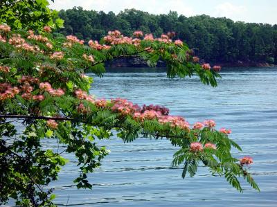 Mimosa By The LakeCallisto