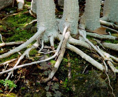 Ficus Grove by MFC