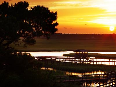 Sunset tree and marsh