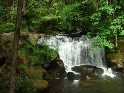 Trees and Waterby Ann Chaikin