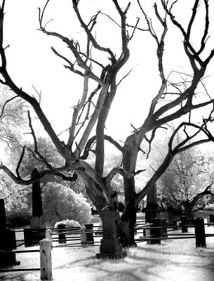 Tree of [After] Lifeby Cara Davis