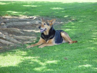 Happiness is enjoying the shade of a big, old tree!