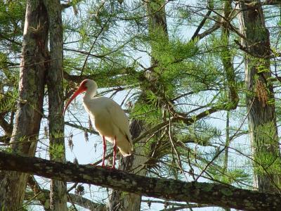 Look Up!  by Bev Brink