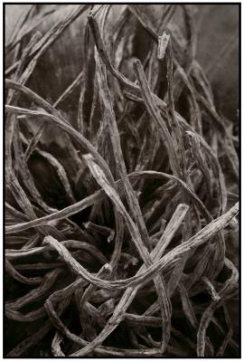 Twisted Mass