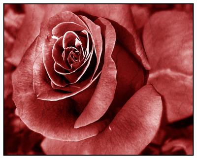 The Rose by Chris_S