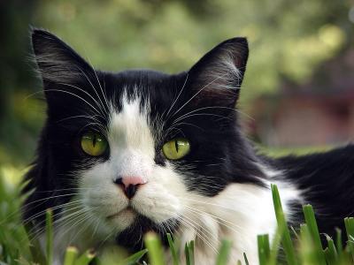 Tuxedo Cat<font size=-1><br>by MxCat