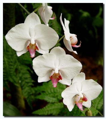 Orchidsby Antoine