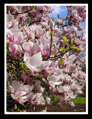 Magnolia Blossom by Karl Harrison