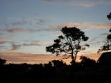 Sunset Tree in Mendocino Erichocinc