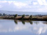 Guards Of The Water By Canaroni