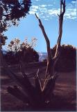 Late Afternoon on the South Rim<BR><FONT SIZE=1>by Loren Charif</FONT><BR></B>