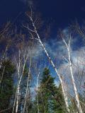 Trees and blue Sky  by Kafrifelle (Yves P)