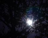 <b>The Moon Through An Alder Tree</b><br><font size=1>by pinback</font>