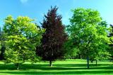 <B>Trees Company</B><br><font size=1> by Jared</font >