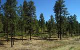 <B>PineShadows</B><BR>by MxCat