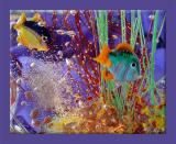<B>Fishy Fishy in the Sea</B><BR><FONT size=2>by Ann Chaikin</B>