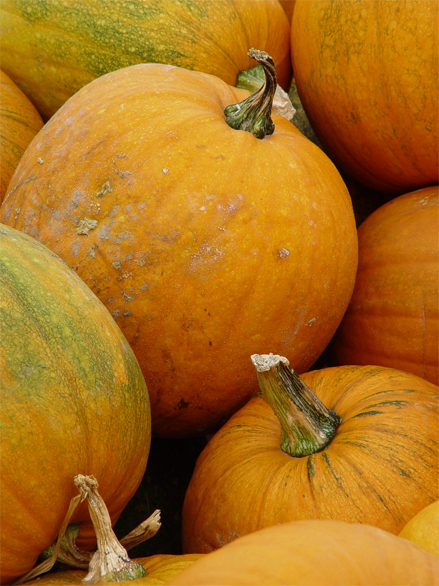 Pumpkins by Eric Hatch*