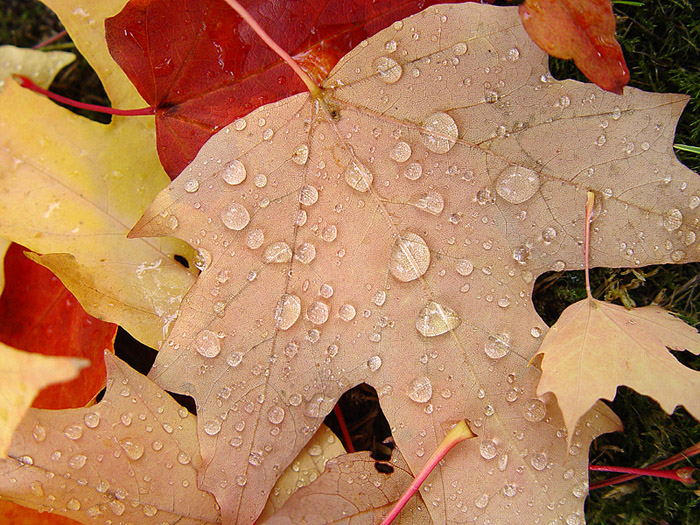 <B>Raindrops</B><BR>*<FONT size=2>by Ann Chaikin</FONT>
