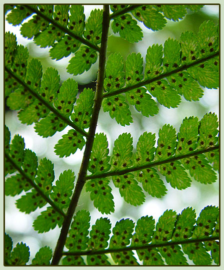 <b>Spores</b>*<br>by Willem