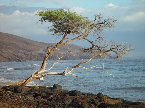 <B>Long Seawatch</B><br>kudbegud