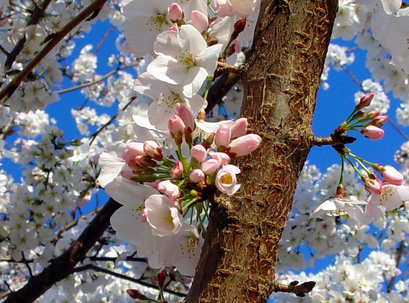 <B>Cherry Tree in the Spring</B><br>Callisto