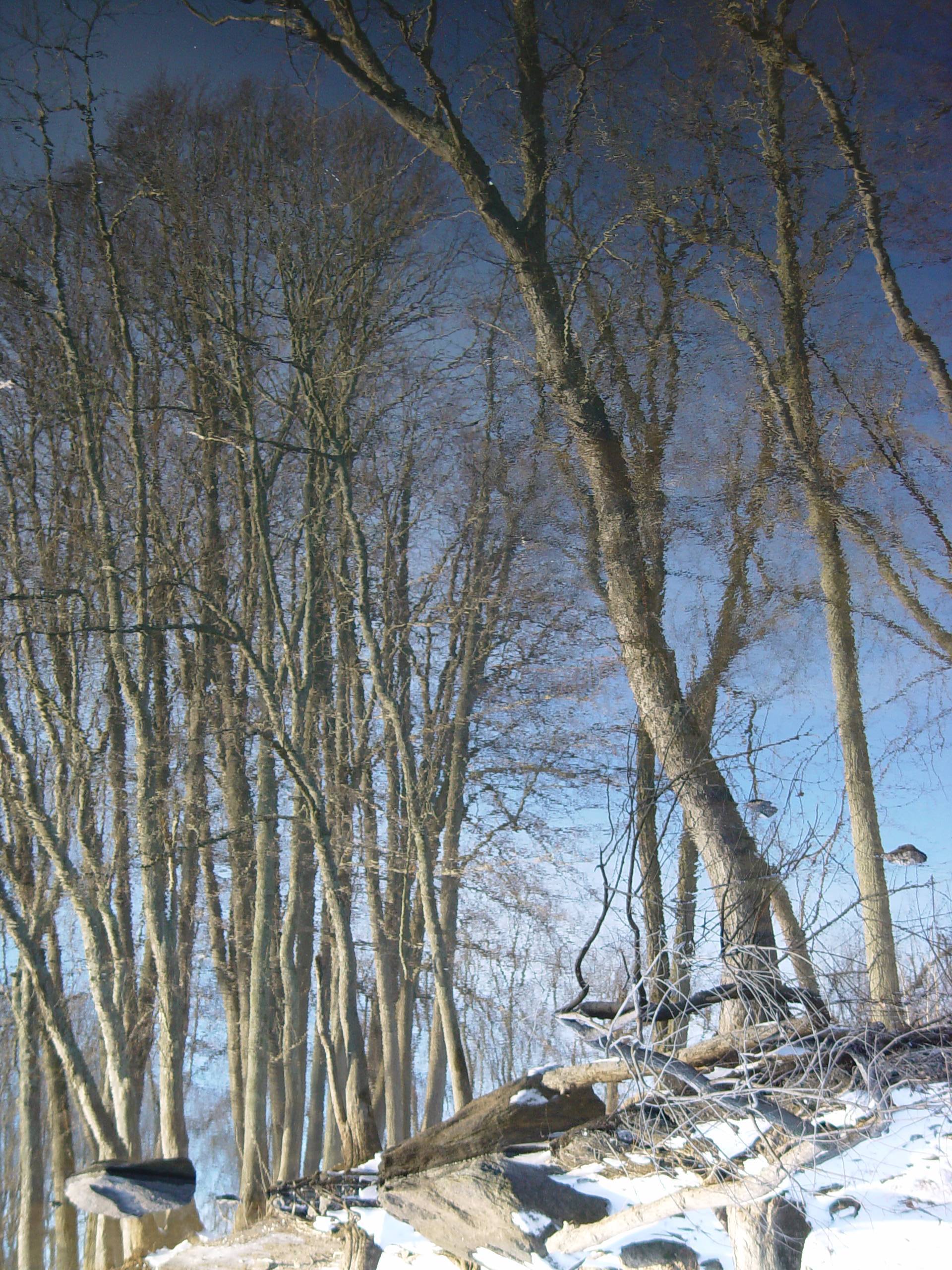 <b>Trees Reflected</b><br><font size=1>by pinback</font>