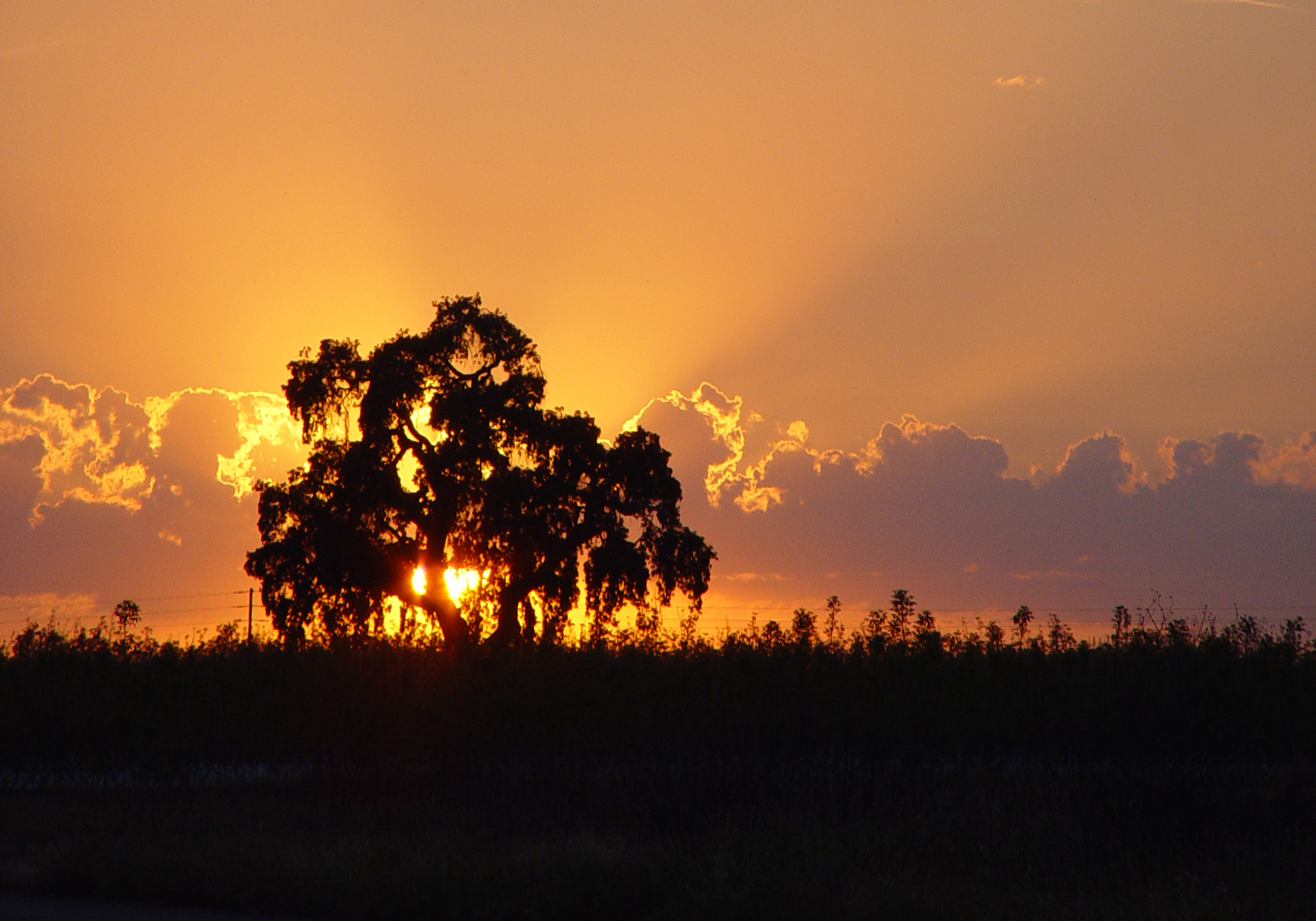 <b>Sunset Tree</b><br><font size=2> by Nee</font>