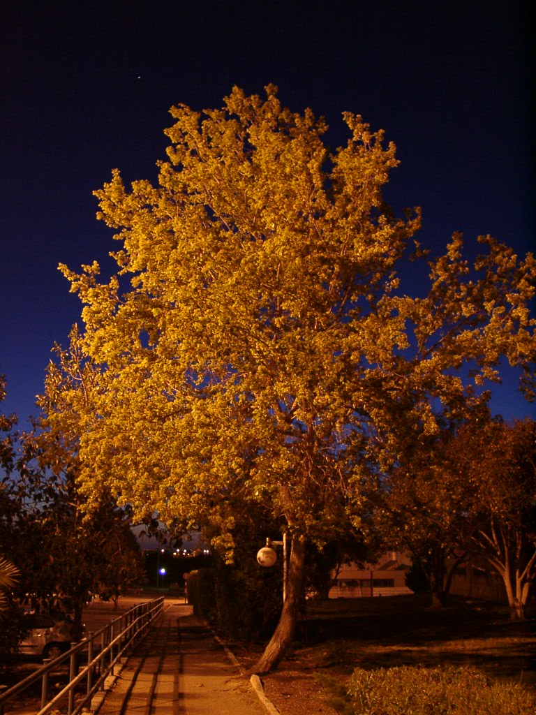 Not Another Orange Tree By Canaroni