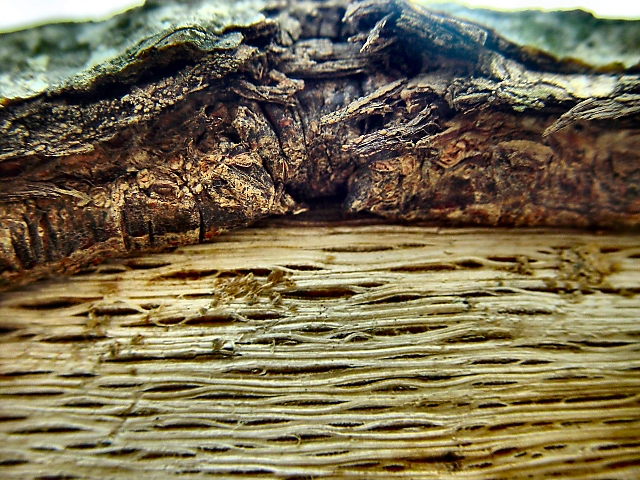 Open Wound<BR><FONT SIZE=1>by Loren Charif</FONT><BR></B>