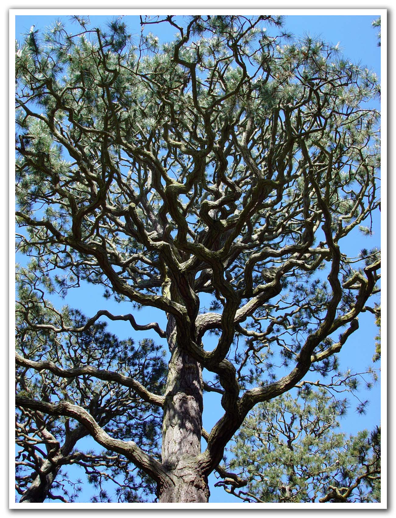 <p align=center> <b>Crooked Tree</b> <br> <font size=1> by Starfish</font> </p>